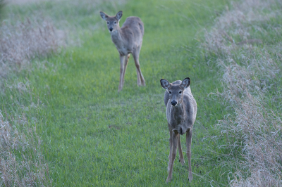 <i class='fa fa-user'></i>&nbsp;Jan Luit&nbsp;|  Witstaarthert&nbsp; <i class='fa fa-eye'>&nbsp;64</i> &nbsp;<i class='fa fa-thumbs-up'>&nbsp;1</i> &nbsp; <i class='fa fa-comment-o'>&nbsp;3</i>