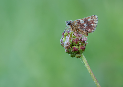 <i class='fa fa-user'></i>&nbsp;Jurgen Maassen&nbsp;|  Kalkgraslanddikkopje&nbsp; <i class='fa fa-eye'>&nbsp;57</i> &nbsp;<i class='fa fa-thumbs-up'>&nbsp;7</i> &nbsp; <i class='fa fa-comment-o'>&nbsp;5</i>