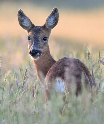 <i class='fa fa-user'></i>&nbsp;robert-jan&nbsp;|  Ree&nbsp; <i class='fa fa-eye'>&nbsp;72</i> &nbsp;<i class='fa fa-thumbs-up'>&nbsp;2</i> &nbsp; <i class='fa fa-comment-o'>&nbsp;6</i>