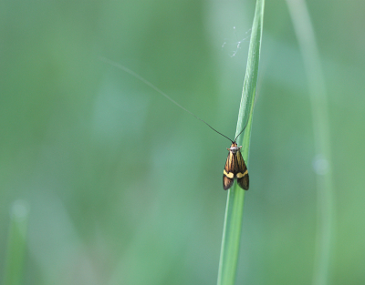 <i class='fa fa-user'></i>&nbsp;Paul Vandebroek&nbsp;|  Geelbandlangsprietmot&nbsp; <i class='fa fa-eye'>&nbsp;54</i> &nbsp;<i class='fa fa-thumbs-up'>&nbsp;2</i> &nbsp; <i class='fa fa-comment-o'>&nbsp;6</i>