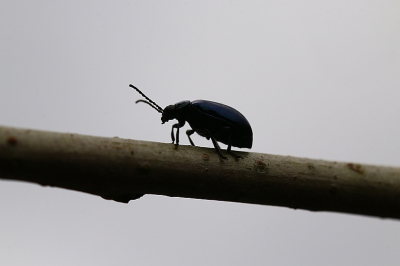 <i class='fa fa-user'></i>&nbsp;frbeuming&nbsp;|  Elzenhaantje&nbsp; <i class='fa fa-eye'>&nbsp;46</i> &nbsp; <i class='fa fa-comment-o'>&nbsp;3</i>