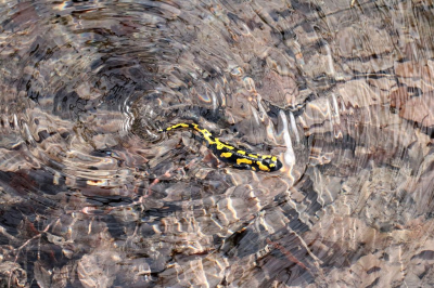 In een beek met kalktuf, de foto uit de hand, geen verdere bewerking nodig