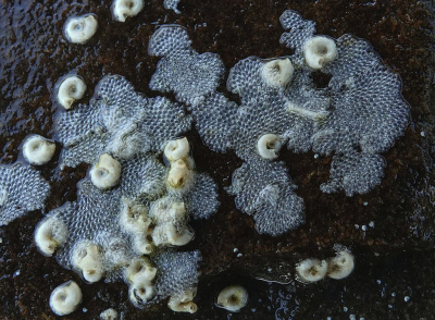 <i class='fa fa-user'></i>&nbsp;Nel R&nbsp;|  Ledermosdiertje&nbsp; <i class='fa fa-eye'>&nbsp;88</i> &nbsp;<i class='fa fa-thumbs-up'>&nbsp;6</i> &nbsp; <i class='fa fa-comment-o'>&nbsp;8</i>