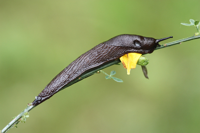 <i class='fa fa-user'></i>&nbsp;Paul Vandebroek&nbsp;|  Zwarte Wegslak&nbsp; <i class='fa fa-eye'>&nbsp;58</i> &nbsp;<i class='fa fa-thumbs-up'>&nbsp;4</i> &nbsp; <i class='fa fa-comment-o'>&nbsp;5</i>