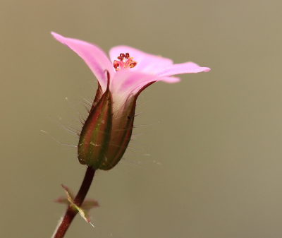 <i class='fa fa-user'></i>&nbsp;Tineke Strijbosch&nbsp;|  Robertskruid&nbsp; <i class='fa fa-eye'>&nbsp;57</i> &nbsp;<i class='fa fa-thumbs-up'>&nbsp;1</i> &nbsp; <i class='fa fa-comment-o'>&nbsp;5</i>