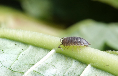 <i class='fa fa-user'></i>&nbsp;nelappelmelk&nbsp;|  Ruwe Pissebed&nbsp; <i class='fa fa-eye'>&nbsp;50</i> &nbsp; <i class='fa fa-comment-o'>&nbsp;4</i>