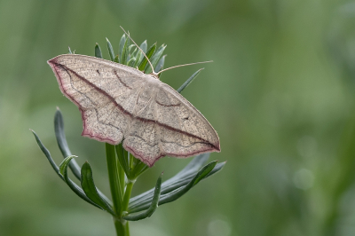 <i class='fa fa-user'></i>&nbsp;Johan van Gurp&nbsp;|  Lieveling&nbsp; <i class='fa fa-eye'>&nbsp;78</i> &nbsp;<i class='fa fa-thumbs-up'>&nbsp;10</i> &nbsp; <i class='fa fa-comment-o'>&nbsp;9</i>