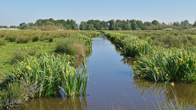 <i class='fa fa-user'></i>&nbsp;kooyammers&nbsp;|  Volop Gele Lissen&nbsp; <i class='fa fa-eye'>&nbsp;63</i> &nbsp;<i class='fa fa-thumbs-up'>&nbsp;1</i> &nbsp; <i class='fa fa-comment-o'>&nbsp;4</i>