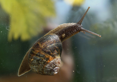 <i class='fa fa-user'></i>&nbsp;Nel R&nbsp;|  Zestienstippelig Lieveheersbeestje&nbsp; <i class='fa fa-eye'>&nbsp;83</i> &nbsp;<i class='fa fa-thumbs-up'>&nbsp;1</i> &nbsp; <i class='fa fa-comment-o'>&nbsp;7</i>