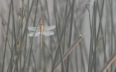 <i class='fa fa-user'></i>&nbsp;Eric Gibcus&nbsp;|  Vroege Glazenmaker&nbsp; <i class='fa fa-eye'>&nbsp;76</i> &nbsp;<i class='fa fa-thumbs-up'>&nbsp;1</i> &nbsp; <i class='fa fa-comment-o'>&nbsp;3</i>