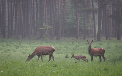 <i class='fa fa-user'></i>&nbsp;nelappelmelk&nbsp;|  Edelhert&nbsp; <i class='fa fa-eye'>&nbsp;91</i> &nbsp;<i class='fa fa-thumbs-up'>&nbsp;5</i> &nbsp; <i class='fa fa-comment-o'>&nbsp;6</i>