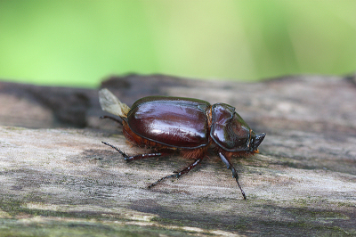 <i class='fa fa-user'></i>&nbsp;Paul Vandebroek&nbsp;|  Neushoornkever&nbsp; <i class='fa fa-eye'>&nbsp;58</i> &nbsp; <i class='fa fa-comment-o'>&nbsp;8</i>