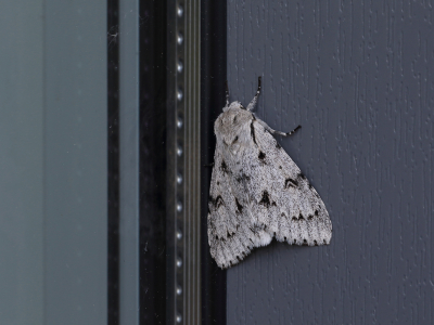 <i class='fa fa-user'></i>&nbsp;Ad Sprang&nbsp;|  Schaapje&nbsp; <i class='fa fa-eye'>&nbsp;46</i> &nbsp;<i class='fa fa-thumbs-up'>&nbsp;2</i> &nbsp; <i class='fa fa-comment-o'>&nbsp;7</i>