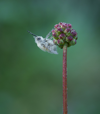 <i class='fa fa-user'></i>&nbsp;Jurgen Maassen&nbsp;|  Gewone Wolzwever&nbsp; <i class='fa fa-eye'>&nbsp;78</i> &nbsp;<i class='fa fa-thumbs-up'>&nbsp;6</i> &nbsp; <i class='fa fa-comment-o'>&nbsp;6</i>