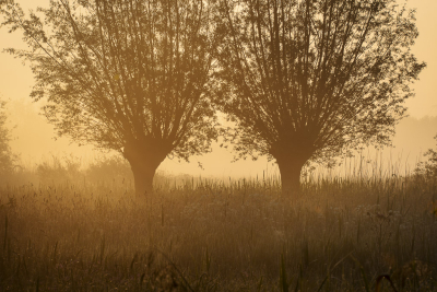 <i class='fa fa-user'></i>&nbsp;ErnovanDoorn&nbsp;|  Wilg sp.&nbsp; <i class='fa fa-eye'>&nbsp;53</i> &nbsp; <i class='fa fa-comment-o'>&nbsp;2</i>