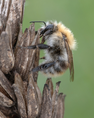 <i class='fa fa-user'></i>&nbsp;Johan van Gurp&nbsp;|  Akkerhommel&nbsp; <i class='fa fa-eye'>&nbsp;65</i> &nbsp;<i class='fa fa-thumbs-up'>&nbsp;3</i> &nbsp; <i class='fa fa-comment-o'>&nbsp;4</i>