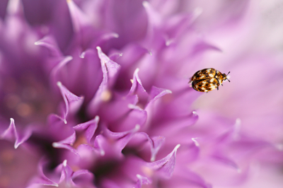 <i class='fa fa-user'></i>&nbsp;Pieter  LJ&nbsp;|  Gewone Tapijtkever&nbsp; <i class='fa fa-eye'>&nbsp;75</i> &nbsp;<i class='fa fa-thumbs-up'>&nbsp;3</i> &nbsp; <i class='fa fa-comment-o'>&nbsp;4</i>