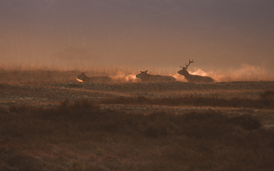 Dit groepje mannen rende over de heide, op 1 na waren ze de geweien al verloren. Het tegenlicht en de kou zorgde voor de nodige ademdampen.