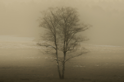 In de mist stond deze eenzame Berk hij stak mooi af tegen de achtergrond, ik vindt het een beetje een klassieke uitsraling.