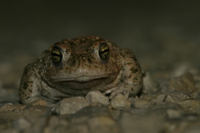 Eerste foto op Nederpix! Goed initiatief...

Deze padden  zijn vrij algemeen in La Brenne en vormen een zeer dankbaar onderwerp! Ik kreeg er niet genoeg van :-)