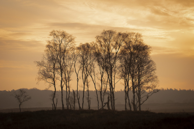Een mooie ochtend bij Radio Kootwijk, beetje mist, ochtendzon, tegenlicht en een rijtje Berken maken het af.