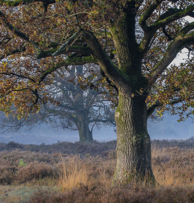 De achterste Eik onder de oksel van de eerste heen op de foto gezet, Een mooi zonnetje en iets mist zorgt voor de mooie kleuren.