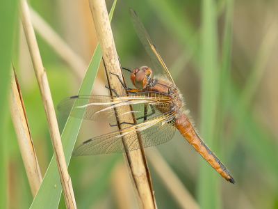 <i class='fa fa-user'></i>&nbsp;Truus Aletta Maan&nbsp;|  Bruine Korenbout&nbsp; <i class='fa fa-eye'>&nbsp;56</i> &nbsp;<i class='fa fa-thumbs-up'>&nbsp;4</i> &nbsp; <i class='fa fa-comment-o'>&nbsp;7</i>