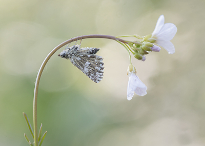 <i class='fa fa-user'></i>&nbsp;Tom&nbsp;|  Aardbeivlinder&nbsp; <i class='fa fa-eye'>&nbsp;88</i> &nbsp;<i class='fa fa-thumbs-up'>&nbsp;9</i> &nbsp; <i class='fa fa-comment-o'>&nbsp;7</i>