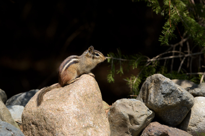 <i class='fa fa-user'></i>&nbsp;Jan Luit&nbsp;|  Gestreepte Grondeekhoorn&nbsp; <i class='fa fa-eye'>&nbsp;72</i> &nbsp;<i class='fa fa-thumbs-up'>&nbsp;1</i> &nbsp; <i class='fa fa-comment-o'>&nbsp;2</i>