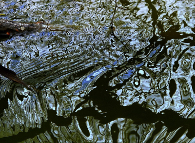 <i class='fa fa-user'></i>&nbsp;Nel R&nbsp;|  Vertekend beeld&nbsp; <i class='fa fa-eye'>&nbsp;81</i> &nbsp;<i class='fa fa-thumbs-up'>&nbsp;2</i> &nbsp; <i class='fa fa-comment-o'>&nbsp;4</i>