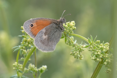 <i class='fa fa-user'></i>&nbsp;Johan van Gurp&nbsp;|  Hooibeestje&nbsp; <i class='fa fa-eye'>&nbsp;57</i> &nbsp;<i class='fa fa-thumbs-up'>&nbsp;7</i> &nbsp; <i class='fa fa-comment-o'>&nbsp;4</i>