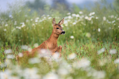 <i class='fa fa-user'></i>&nbsp;robert-jan&nbsp;|  Ree&nbsp; <i class='fa fa-eye'>&nbsp;90</i> &nbsp;<i class='fa fa-thumbs-up'>&nbsp;2</i> &nbsp; <i class='fa fa-comment-o'>&nbsp;3</i>