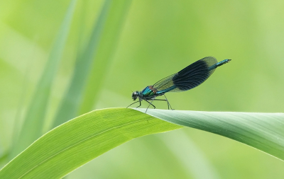 <i class='fa fa-user'></i>&nbsp;nelappelmelk&nbsp;|  Weidebeekjuffer&nbsp; <i class='fa fa-eye'>&nbsp;81</i> &nbsp;<i class='fa fa-thumbs-up'>&nbsp;4</i> &nbsp; <i class='fa fa-comment-o'>&nbsp;7</i>