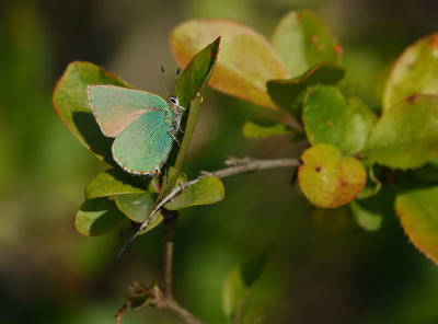 <i class='fa fa-user'></i>&nbsp;Jurgen Maassen&nbsp;|  Groentje&nbsp; <i class='fa fa-eye'>&nbsp;67</i> &nbsp;<i class='fa fa-thumbs-up'>&nbsp;4</i> &nbsp; <i class='fa fa-comment-o'>&nbsp;7</i>