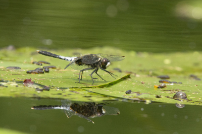 <i class='fa fa-user'></i>&nbsp;F.Koopman&nbsp;|  Sierlijke Witsnuitlibel&nbsp; <i class='fa fa-eye'>&nbsp;74</i> &nbsp;<i class='fa fa-thumbs-up'>&nbsp;1</i> &nbsp; <i class='fa fa-comment-o'>&nbsp;2</i>