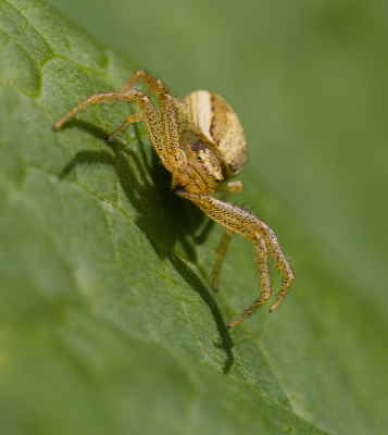 <i class='fa fa-user'></i>&nbsp;janvangastel&nbsp;|  Moeraskrabspin&nbsp; <i class='fa fa-eye'>&nbsp;57</i> &nbsp;<i class='fa fa-thumbs-up'>&nbsp;6</i> &nbsp; <i class='fa fa-comment-o'>&nbsp;3</i>