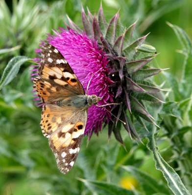 <i class='fa fa-user'></i>&nbsp;ko katsman&nbsp;|  Distelvlinder&nbsp; <i class='fa fa-eye'>&nbsp;49</i> &nbsp;<i class='fa fa-thumbs-up'>&nbsp;2</i> &nbsp; <i class='fa fa-comment-o'>&nbsp;3</i>