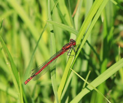 <i class='fa fa-user'></i>&nbsp;Tineke Strijbosch&nbsp;|  Vuurjuffer&nbsp; <i class='fa fa-eye'>&nbsp;49</i> &nbsp; <i class='fa fa-comment-o'>&nbsp;2</i>