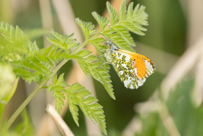 <i class='fa fa-user'></i>&nbsp;momo&nbsp;|  Oranjetipje&nbsp; <i class='fa fa-eye'>&nbsp;43</i> &nbsp; <i class='fa fa-comment-o'>&nbsp;1</i>