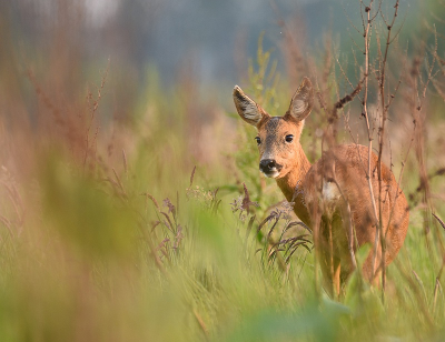 <i class='fa fa-user'></i>&nbsp;robert-jan&nbsp;|  Ree&nbsp; <i class='fa fa-eye'>&nbsp;49</i> &nbsp;<i class='fa fa-thumbs-up'>&nbsp;1</i> &nbsp; <i class='fa fa-comment-o'>&nbsp;1</i>