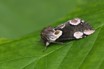 <i class='fa fa-user'></i>&nbsp;Robert Rodenburg&nbsp;|  Braamvlinder&nbsp; <i class='fa fa-eye'>&nbsp;74</i> &nbsp;<i class='fa fa-thumbs-up'>&nbsp;7</i> &nbsp; <i class='fa fa-comment-o'>&nbsp;9</i>