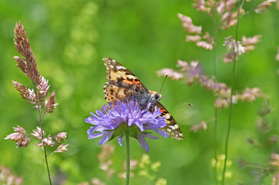 <i class='fa fa-user'></i>&nbsp;kooyammers&nbsp;|  Distelvlinder&nbsp; <i class='fa fa-eye'>&nbsp;53</i> &nbsp;<i class='fa fa-thumbs-up'>&nbsp;4</i> &nbsp; <i class='fa fa-comment-o'>&nbsp;10</i>