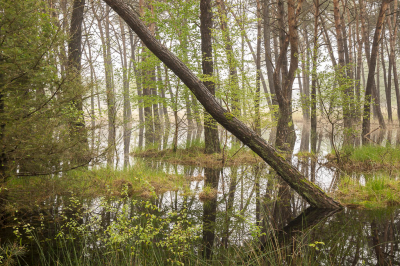 <i class='fa fa-user'></i>&nbsp;ErnovanDoorn&nbsp;|  Ondergelopen Bos&nbsp; <i class='fa fa-eye'>&nbsp;68</i> &nbsp; <i class='fa fa-comment-o'>&nbsp;3</i>