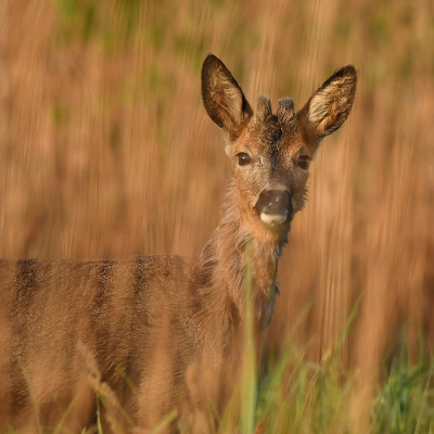 <i class='fa fa-user'></i>&nbsp;Eric Gibcus&nbsp;|  Ree&nbsp; <i class='fa fa-eye'>&nbsp;60</i> &nbsp;<i class='fa fa-thumbs-up'>&nbsp;1</i> &nbsp; <i class='fa fa-comment-o'>&nbsp;1</i>