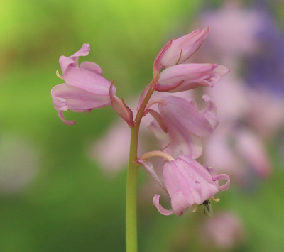 <i class='fa fa-user'></i>&nbsp;Tineke Strijbosch&nbsp;|  Wilde Hyacint&nbsp; <i class='fa fa-eye'>&nbsp;54</i> &nbsp;<i class='fa fa-thumbs-up'>&nbsp;1</i> &nbsp; <i class='fa fa-comment-o'>&nbsp;3</i>