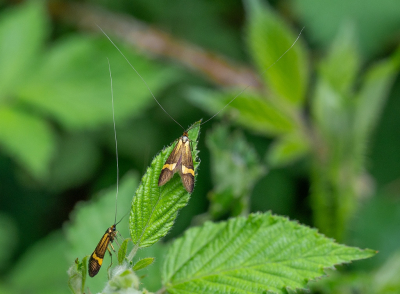 <i class='fa fa-user'></i>&nbsp;Tim Oord&nbsp;|  Geelbandlangsprietmot&nbsp; <i class='fa fa-eye'>&nbsp;54</i> &nbsp; <i class='fa fa-comment-o'>&nbsp;2</i>