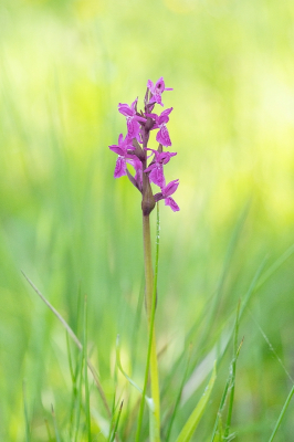 <i class='fa fa-user'></i>&nbsp;Tim Oord&nbsp;|  Gevlekte Rietorchis&nbsp; <i class='fa fa-eye'>&nbsp;74</i> &nbsp;<i class='fa fa-thumbs-up'>&nbsp;4</i> &nbsp; <i class='fa fa-comment-o'>&nbsp;5</i>