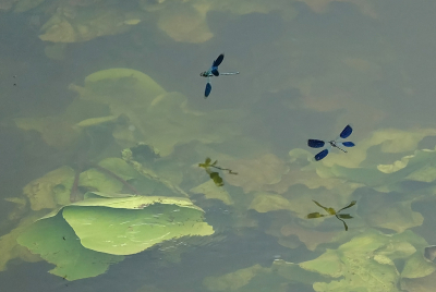 <i class='fa fa-user'></i>&nbsp;nelappelmelk&nbsp;|  Weidebeekjuffer&nbsp; <i class='fa fa-eye'>&nbsp;93</i> &nbsp;<i class='fa fa-thumbs-up'>&nbsp;6</i> &nbsp; <i class='fa fa-comment-o'>&nbsp;10</i>