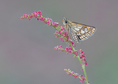 <i class='fa fa-user'></i>&nbsp;Tom&nbsp;|  Bont Dikkopje&nbsp; <i class='fa fa-eye'>&nbsp;94</i> &nbsp;<i class='fa fa-thumbs-up'>&nbsp;10</i> &nbsp; <i class='fa fa-comment-o'>&nbsp;9</i>