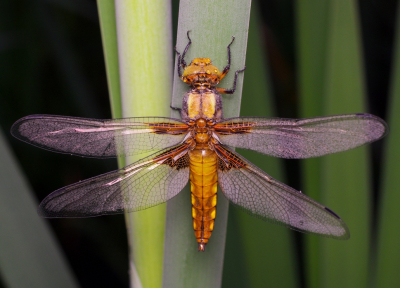 <i class='fa fa-user'></i>&nbsp;tonysettanta&nbsp;|  Platbuik&nbsp; <i class='fa fa-eye'>&nbsp;91</i> &nbsp;<i class='fa fa-thumbs-up'>&nbsp;5</i> &nbsp; <i class='fa fa-comment-o'>&nbsp;5</i>